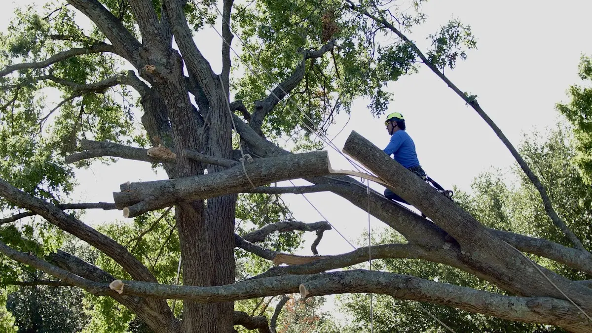 Professional Crown Thinning performed by certified arborists in Uehling