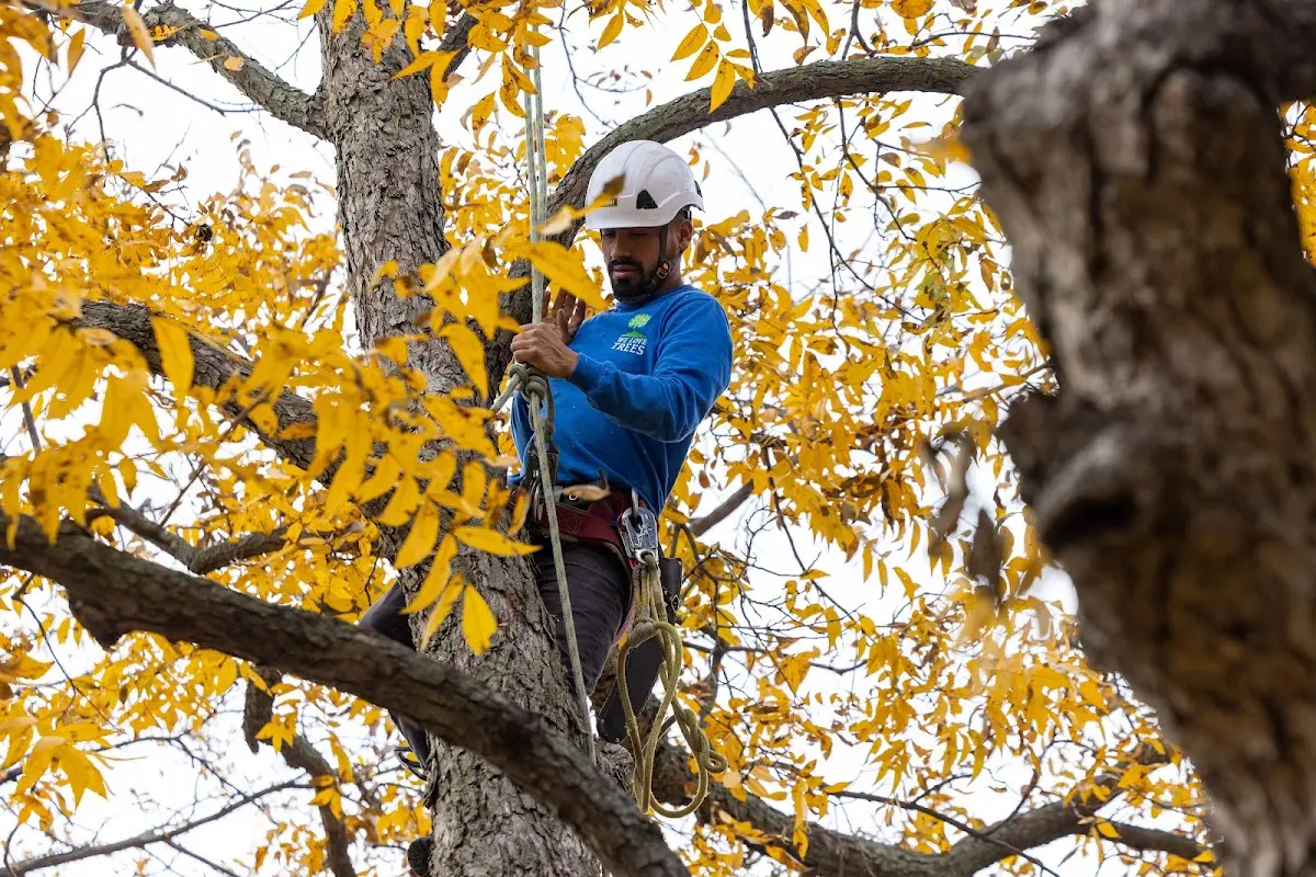 Skilled Tree Trimming crew working in Uehling